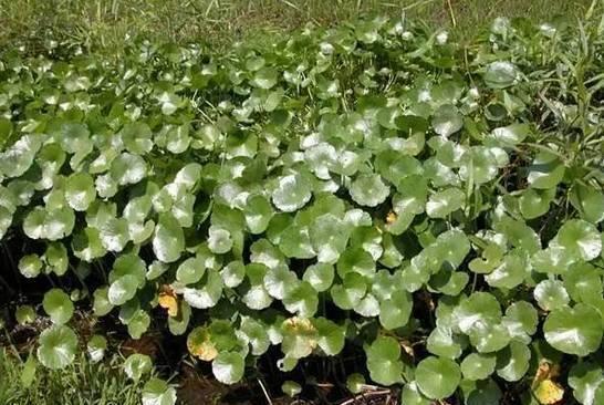 花卉|4种花卉不要随便丢,小心它们长满你家院子