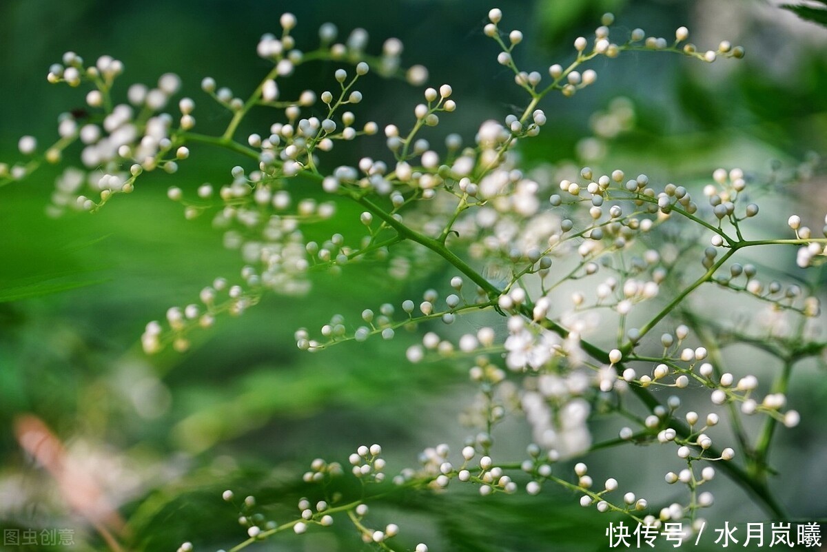  烟雨|烟火流年，如梦蹁跹，岁月的信笺上，一袭烟雨