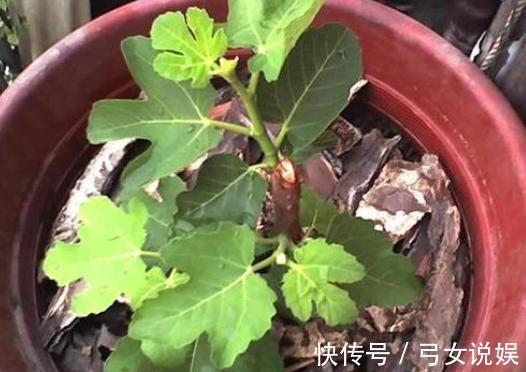 不花钱种出“无花果”,一周就生根,来年枝头挂满果!