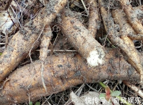 雌激素|适合女性多吃3种食物,美容养颜、滋润身体,越吃越年轻!