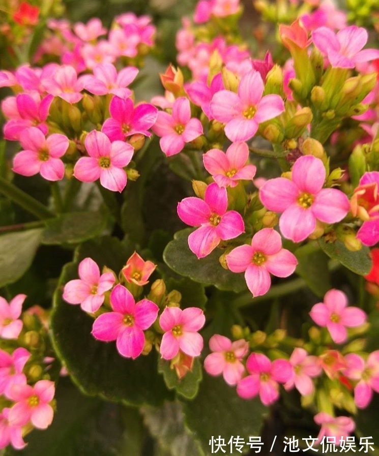 修剪|长寿花凋谢后,剪1刀、喷点水,30天花苞“嘟嘟冒”,又开一茬