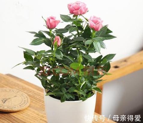 月季不会养,盆里加上2种料,枝叶疯长不停,开花特别艳