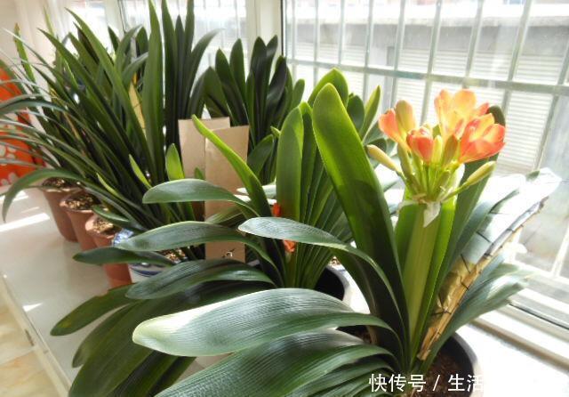 鸡粪|听老花匠说:用3种肥料养花,养啥旺啥,关键不要嫌脏