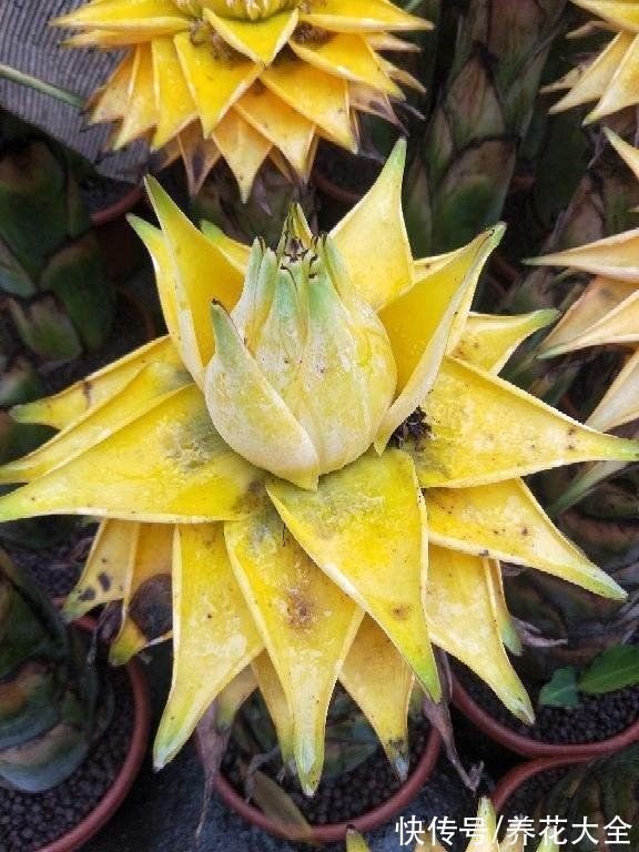 文殊兰$佛教“五树六花”,适合养在家里,凝神静心特养人