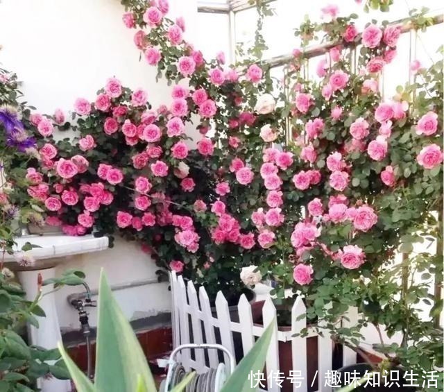 人养花、花也养人,医生喜欢养的八种花,家里养一盆,清雅又健康!