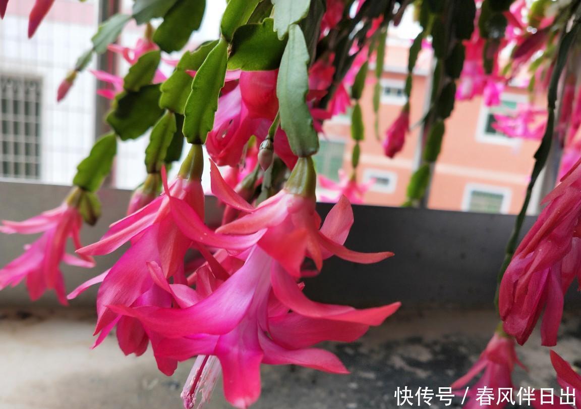 冬天花开败了怎么办？修剪施肥好好管理，还能再开一茬