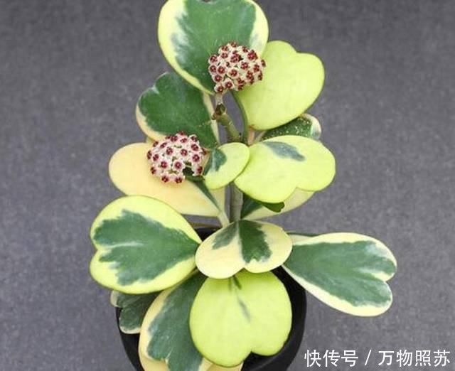 什么黄豆水、淘米水都不如“它”,1勺就爆盆,不用发酵无异味