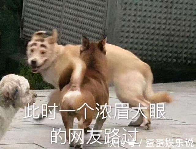 |我怀疑现在的小说作者都是段子手啊,哈哈被这些梗戳中了我的笑点