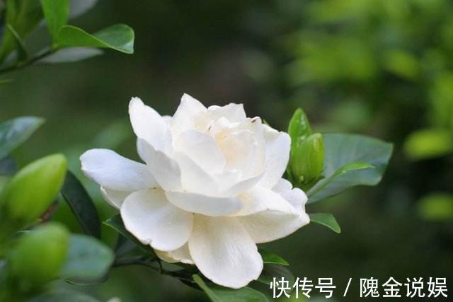 入秋后栀子花怎么养做好几点,叶片油亮开花多
