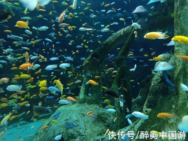 美人鱼|探访山西海立方海洋公园，既能观赏又能科普，适合亲子同乐