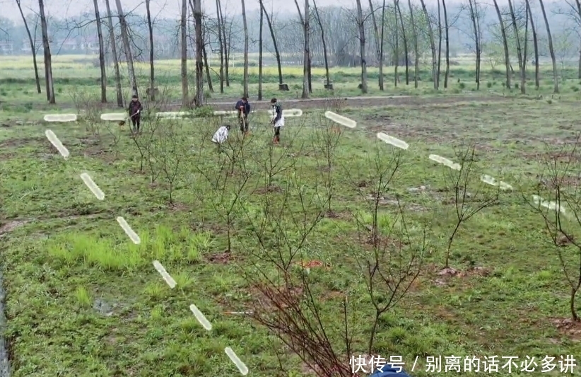 为了节目效果糟蹋桃树苗?《向往的生活》劳动致富的遮羞布被扯下