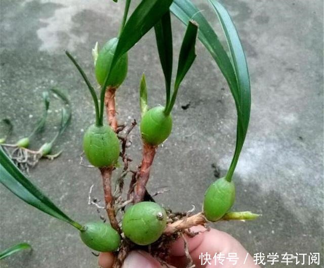 遇到这种寄生“果上叶”,可别再砍掉了,加青苔做盆景,比石斛美!