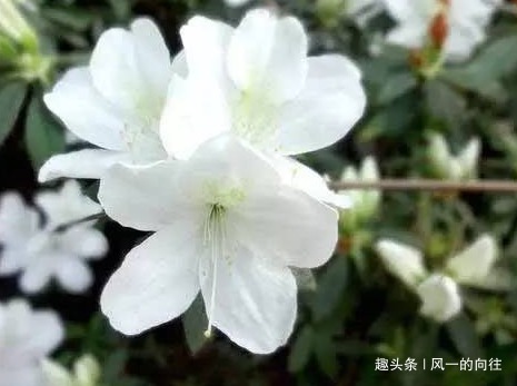 家养杜鹃花总是难开花，学会这三个小技巧，轻松花开爆满盆