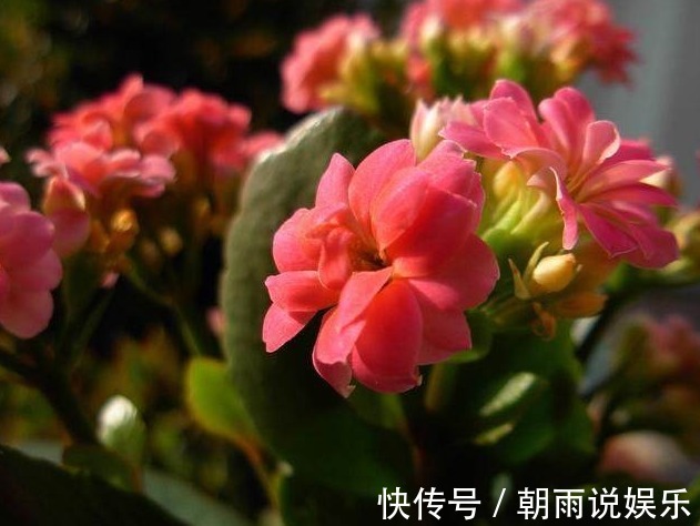 枝条|这6种漂亮的盆栽植物,原来不用花钱买,后悔现在才知道!