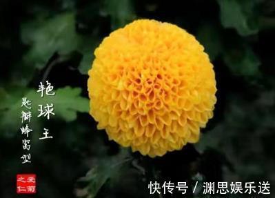 球王|喜欢菊花,那就养盆”菊中珍品“艳球王,似起舞金凤,绚丽典雅
