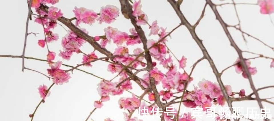 暗香浮动月|众多的咏梅诗里,只有这一首写出不一样的梅花,从而成为千古名篇