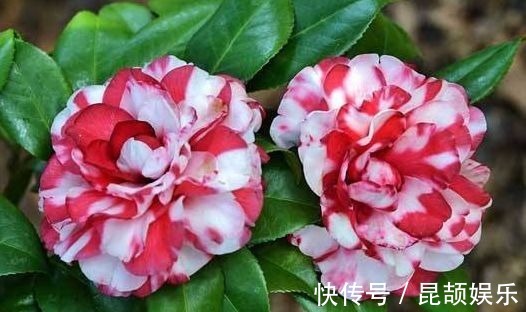 花色|最受欢迎的5种花,花朵娇艳花期长,开花耀眼人人爱,家中必备