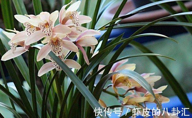 叶子|兰花病害防治兰花叶子发黑的三大原因以及处理方法