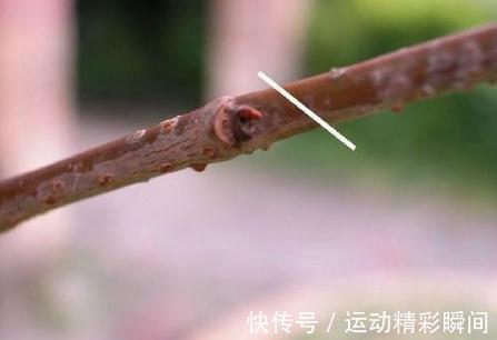 三角梅要想开花多,最重要的就是修剪,如何剪怎么剪,今天来教你