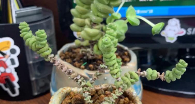 枯叶|多肉钱串枯叶算正常现象吗?是哪些因素造成的?