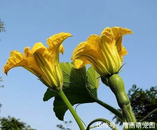 种植|明朝时引进的蔬菜，如今5毛一斤没人要，殊不知花朵是上好野菜！