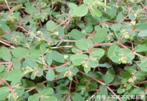 城里人|农村人吃到腻的野菜,城里人排队抢着买,个个营养价值都很高!