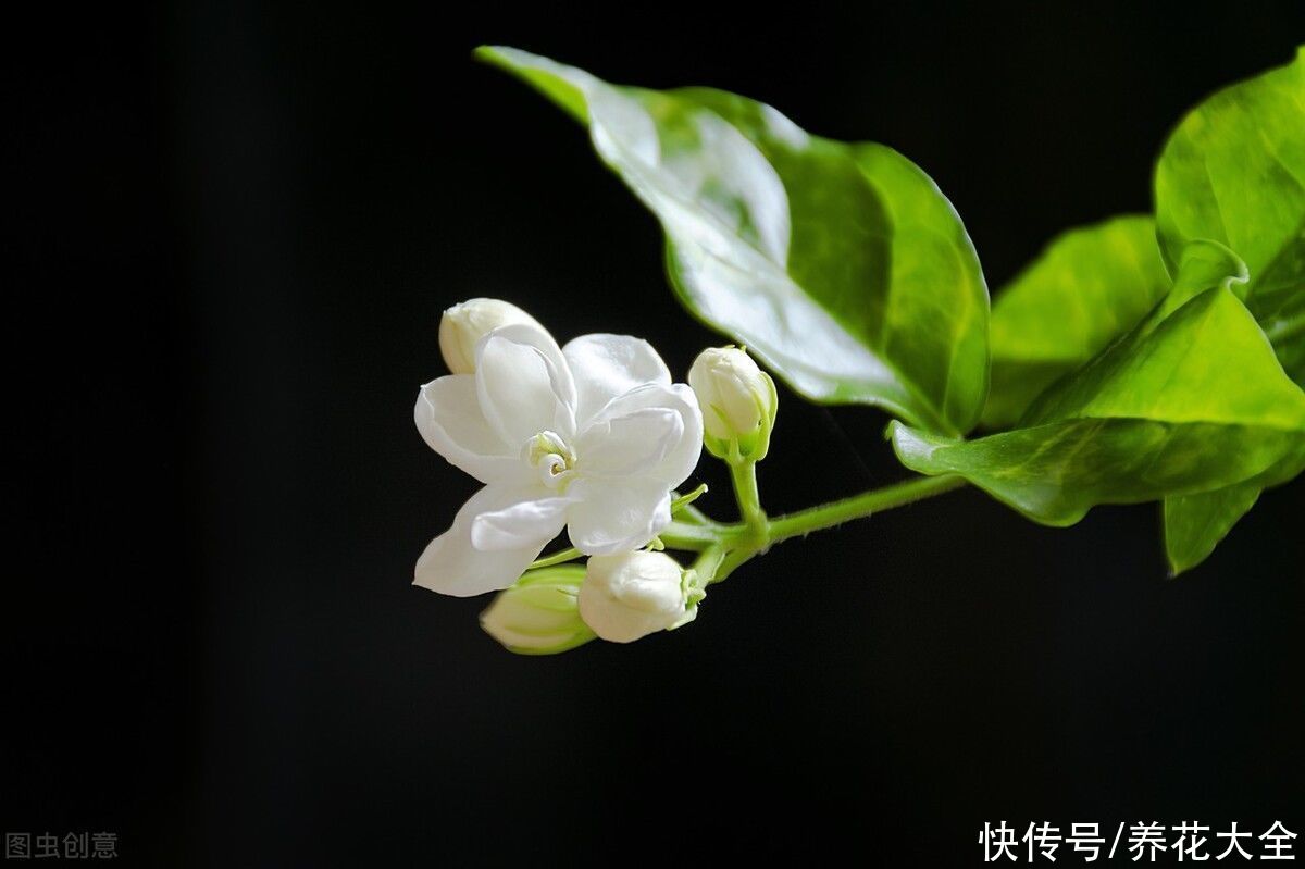 茉莉|养茉莉也要用心，记住3要点，才能花开爆盆