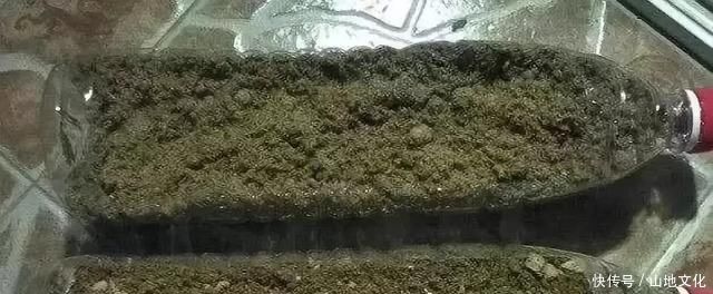 花盆里种的花不需要买泥土,用这种东西混合种的花草都很旺盛