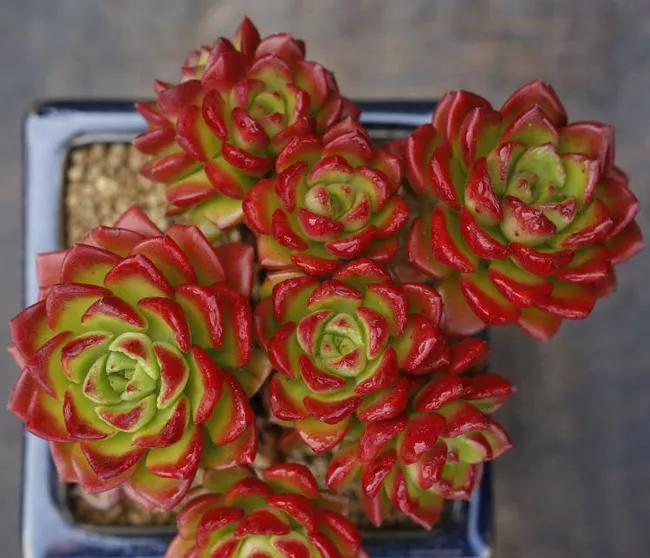 烂根多肉不要扔，处理一下，还能活，照样长出好状态