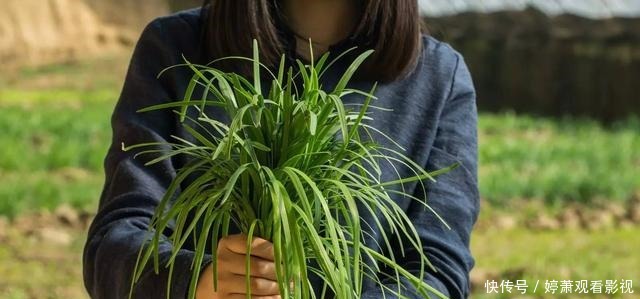 同一种野生植物,在美国是“灾星”,在我国是宝贝疙瘩,不够吃