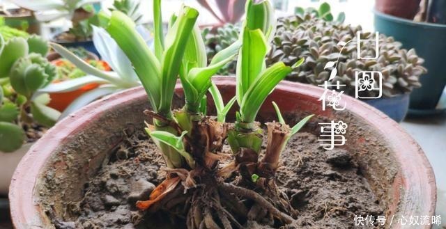 初秋给吊兰“整整型”,做好两件事,变成飘逸“小老桩”!