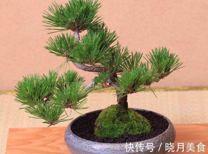 阳台庭院松类盆景二,陶冶性情的禅意的生活