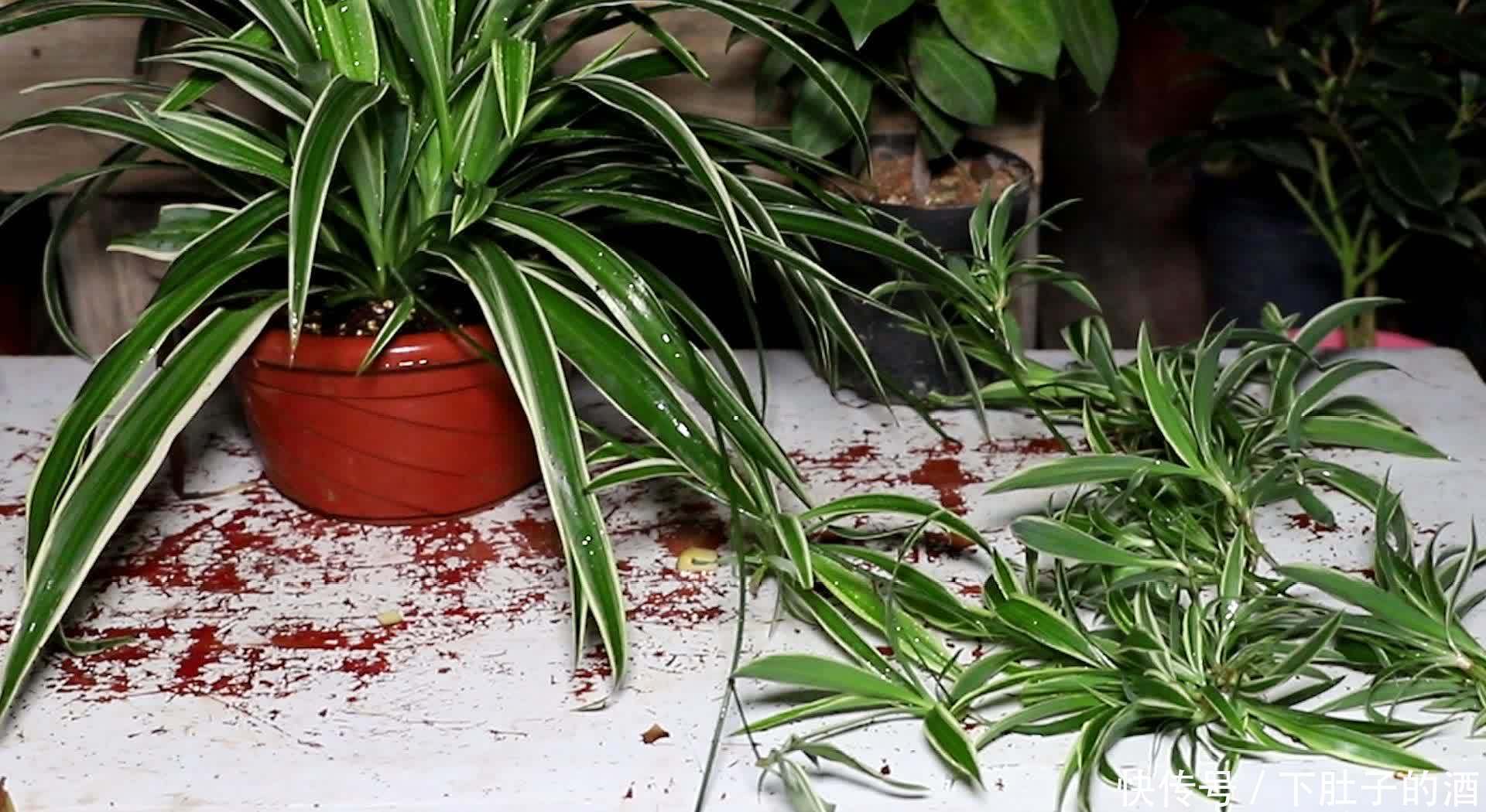 养好吊兰,有3招,叶子又多又大又绿,还有小吊兰