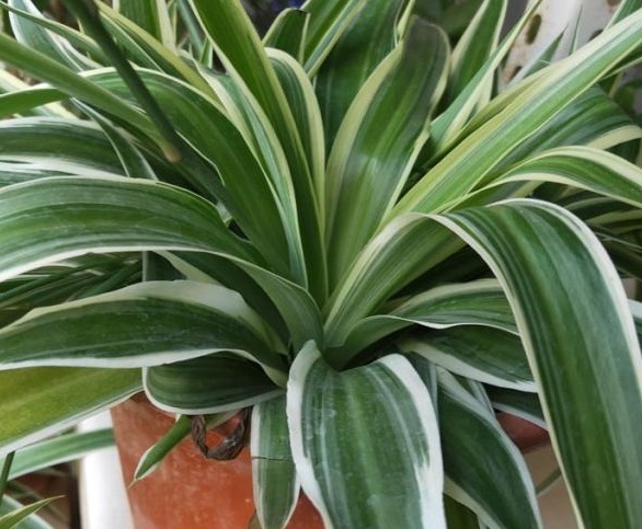 家养的吊兰,学会这“4步”,叶片硬朗,蹭蹭爆满盆!