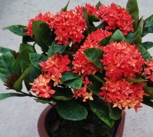 飘香|家养这些植物,阳台开出花海,满屋子飘香,南北方都能养!