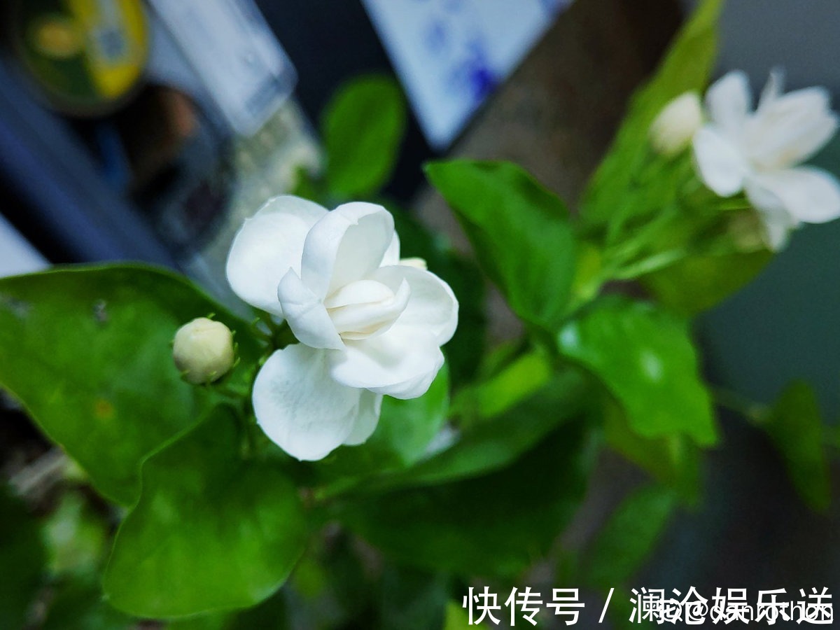 修剪|一剪子下去，茉莉花越冒越多止不住，半月长势顶别人一年的！