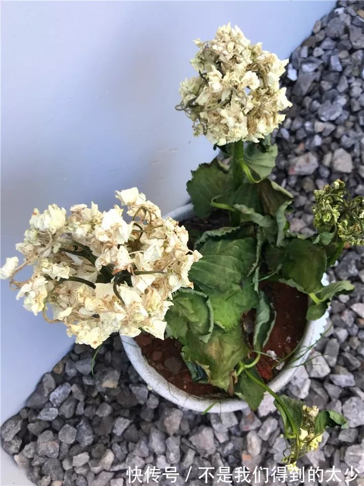 养花技巧最难养的花，买多少死多少，想想就生气！