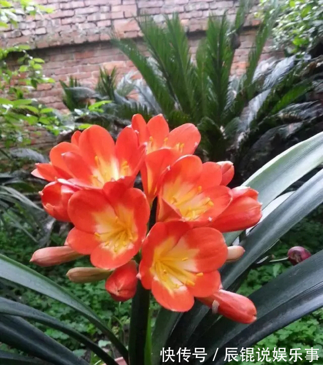 4年不开花的君子兰，没花一分钱，我让它开花了
