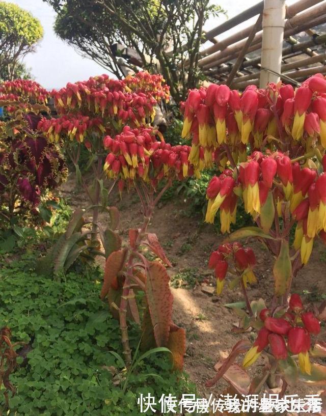 家里养这5种花,怎么折腾也不死,养一盆爆一盆,懒人也合适