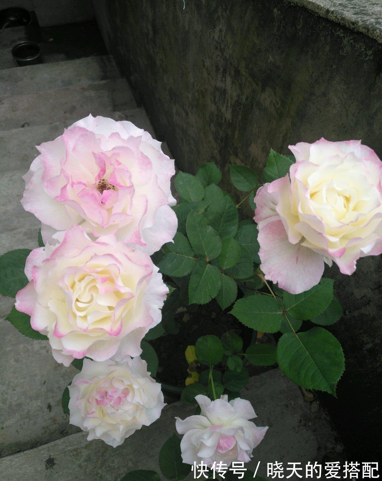 月季花|月季花界的“天使”,自带仙气,浓香四溢,丰花勤花,阳台也能种