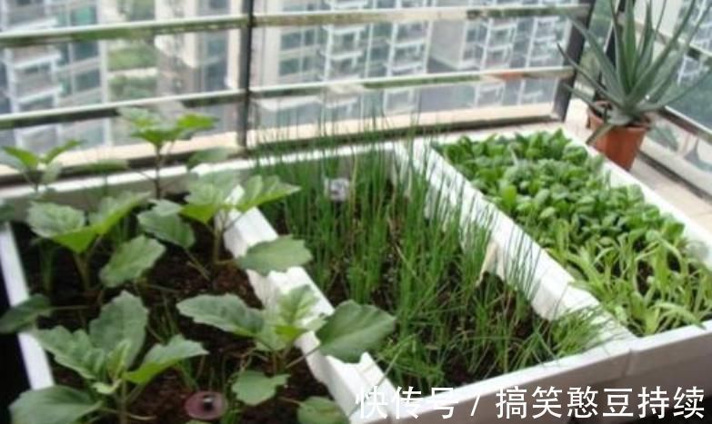 泡沫箱有毒不能种花、种菜?瞎说!它不仅能种花,而且有其他妙用
