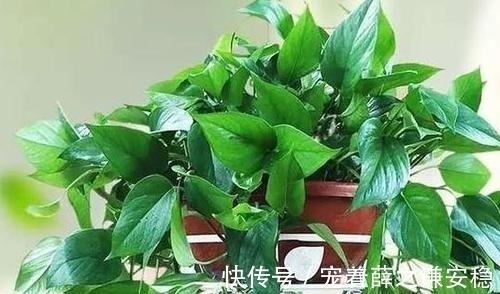 家里养盆绿植物，空气清新没异味，皮实好养长满盆，适合新手！