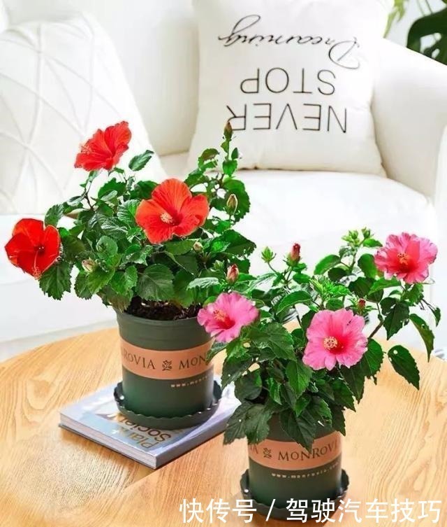 花期|这8种懒人花,花期长,好看又好养!这8种懒人花,花期长,好看又好养!