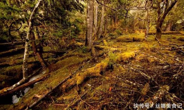 羌塘最惨烈的一次穿越，115人进入仅7人生还