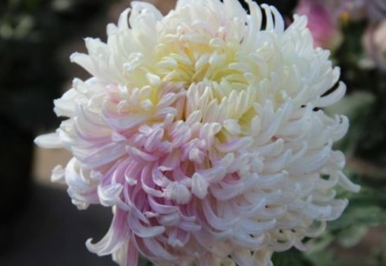 新手养花,不妨试试这几朵,比绿萝还好养,郁郁葱葱,四季常开花