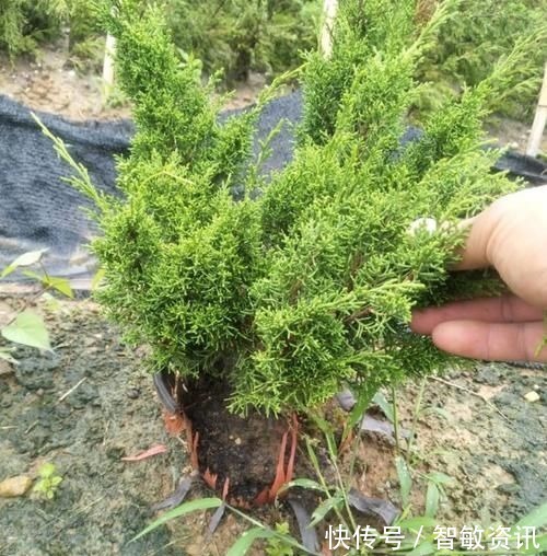 家中无法养这三类绿植,白送都不要,危害很大不建议养