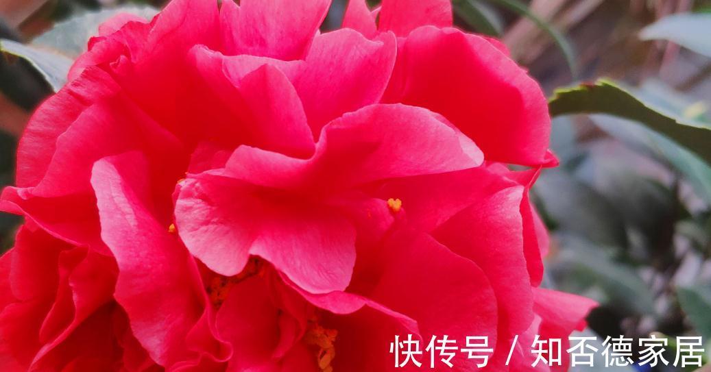 克瑞墨大牡丹，开花了，太漂亮了，赶紧去养一盆