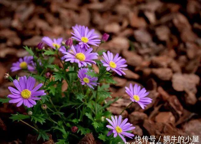 养花“学一招”,不花钱,家里也能成小花园