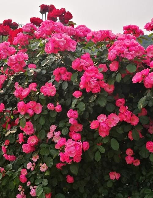 想拥有一面花墙吗？养棵“安吉拉”吧，春夏秋三季开爆，又美又香