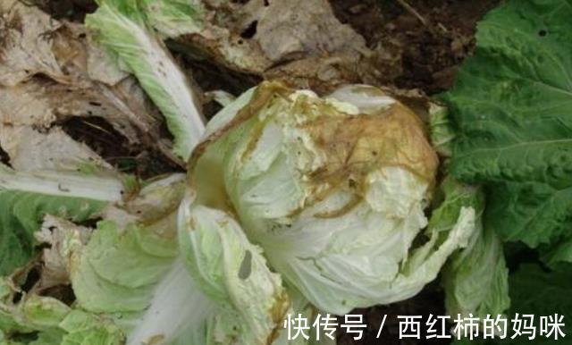 医生|3种蔬菜,医生建议:不要吃,也不要买,对“胃部”伤害大
